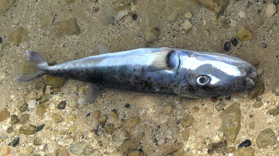 У Бечићима уловљена једна од најотровнијих риба на свету