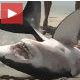 Туристи спасли насукану велику белу ајкулу