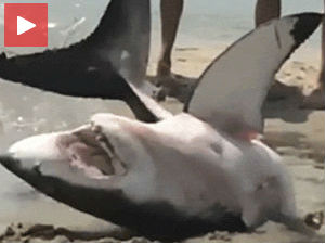 Туристи спасли насукану велику белу ајкулу