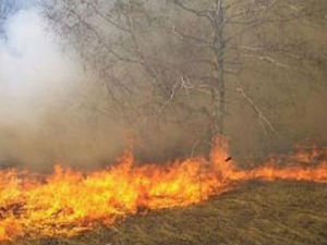 Шумски пожар у Куманову