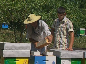Лужнички пчелари извозе тоне меда 