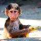Украли мајмуна из скопског зоо-врта да би га поклонили ћерки