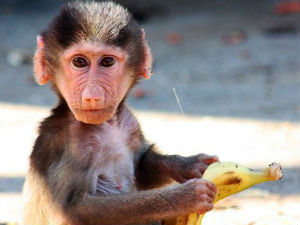 Украли мајмуна из скопског зоо-врта да би га поклонили ћерки