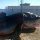 Џиновска ајкула уловљена код Аустралије