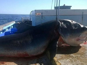 Џиновска ајкула уловљена код Аустралије