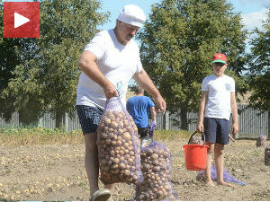 Лукашенко са сином копао кромпир у пољу