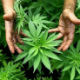 Странци засадили марихуану код Подгорице