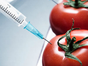 "Земље чланице ЕУ саме одлучују о ГМО"