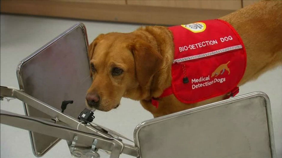 Пси који могу да нањуше рак стижу лекарима у помоћ