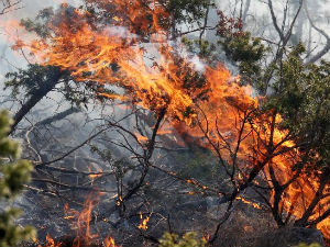 Шумски пожар код Александровца