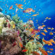 У последњих 45 година преполовљен број морских животиња