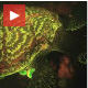 Откривена врста флуоресцентне корњаче!