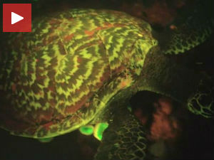 Откривена врста флуоресцентне корњаче!