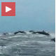 Хиљаде делфина тркало се са чамцем!