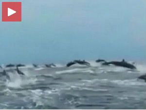 Хиљаде делфина тркало се са чамцем!
