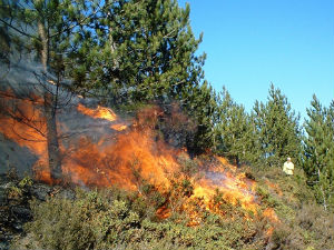 Баварски министар шумарства изазвао шумски пожар
