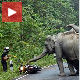 Возач скутера молио слонове за милост!