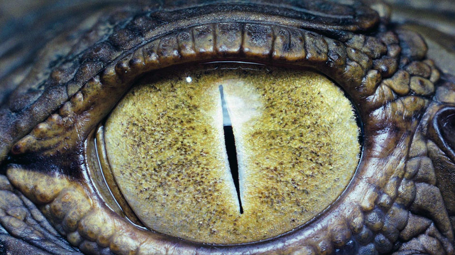 Крокодили спавају са једним оком отвореним