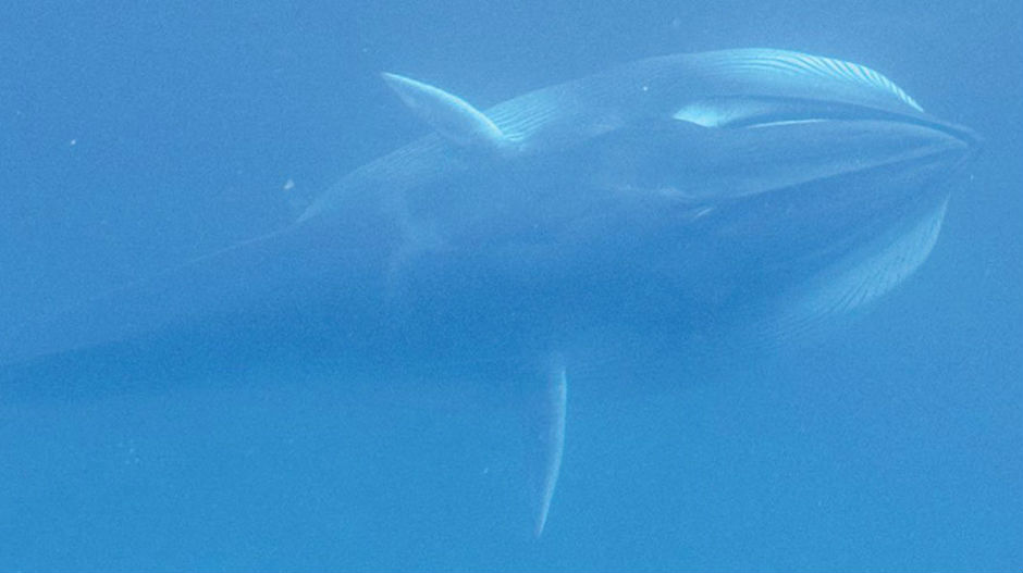 Коначно снимљен најмистериознији кит на свету