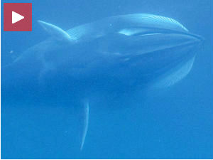 Коначно снимљен најмистериознији кит на свету