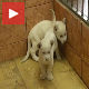 Два нова бела лавића на Калемегдану!