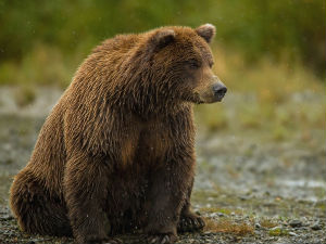 Убијен медвед у Бањалуци