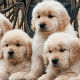 У Кини клонирају псе!