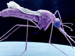 Aмериканци узгајили комарце мутанте отпорне на маларију