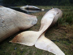 Трагични помор китова на обали Чилеа
