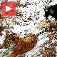 Руска басна, спријатељили се тигар и јарац
