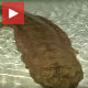 Пронађен џиновски даждевњак стар 200 година!