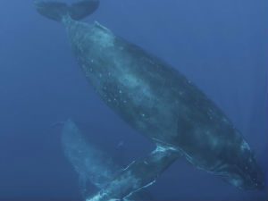 Научници мисле да су снимили китову серенаду