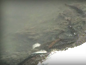 Угинуле рибе у Ђетињи због загађења