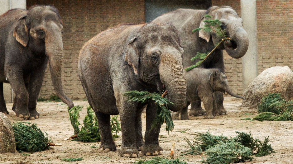 Слонови се гостили божићним јелкама