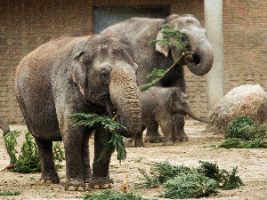 Слонови се гостили божићним јелкама