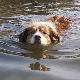 Спасили пса из градског језера у Зрењанину