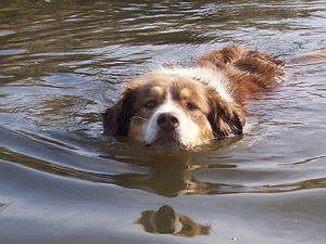 Спасили пса из градског језера у Зрењанину