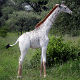 У Танзанији откривена бела жирафа