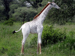 У Танзанији откривена бела жирафа