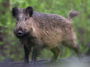 Чајетина, кривична одговорност за промет меса дивљих свиња