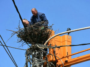Електричари у Беранама спремили гнездо за роде