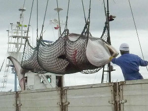 Јапанци убили више од 200 скотних женки китова