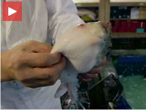 Како се за јело припрема најотровнија риба на свету