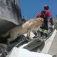 Пас који је спасао седам људи од земљотреса преминуо од дехидрације