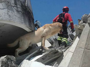 Пас који је спасао седам људи од земљотреса преминуо од дехидрације