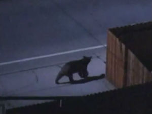 Медвед залутао у Лос Анђелес из оближње шуме