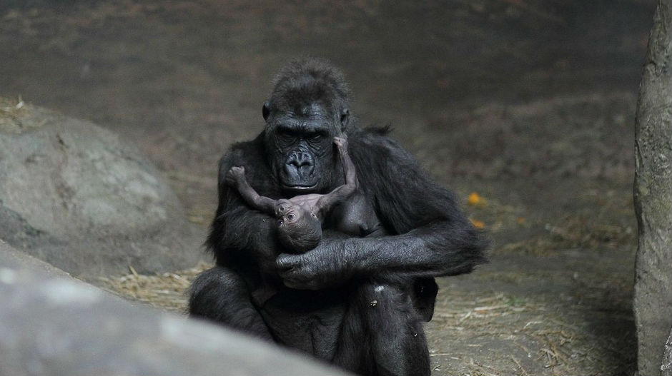 Живот с паразитима:  да ли су наши преци општили са горилама?