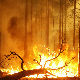  Бесне шумски пожари у Русији
