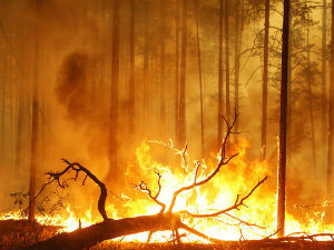  Бесне шумски пожари у Русији
