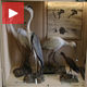 Збирка птица кикиндског музеја